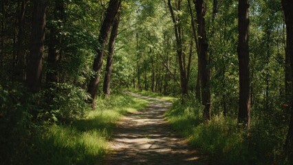 Fototapeta premium Sunlit path through a lush green forest