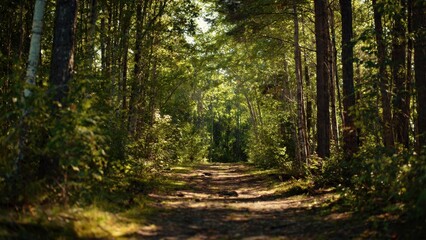 Obraz premium Sunlit Path Through a Lush Green Forest