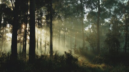 Fototapeta premium Sun Rays Through Forest Trees