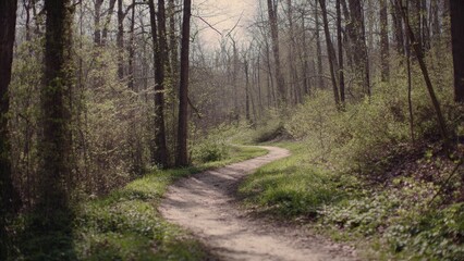 Obraz premium Winding trail through a lush forest