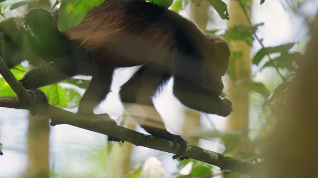 Curious mantled howler monkey sitting on a branch, eating green leaves. The primate is surrounded by lush vegetation in a jungle