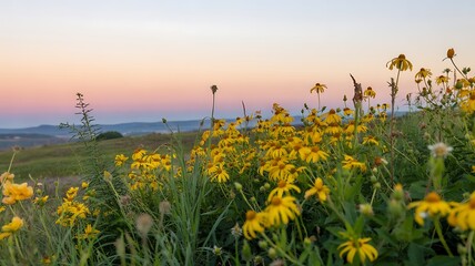 Golden Wildflower Meadow at Sunset with Pastel Sky & Rolling Hills