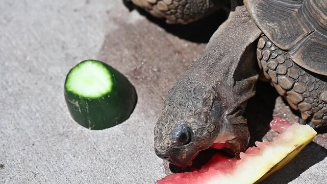 The turtle eats fruits and vegetables,