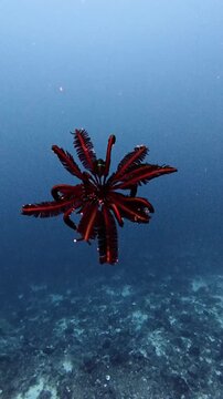 Red Unstalked Crinoid Actively Swimming With Extended Arms Along Reef Slope