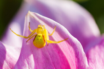 Yellow spider insect on the pink petals flower background. Misumena vatia Goldenrod flower Crab...