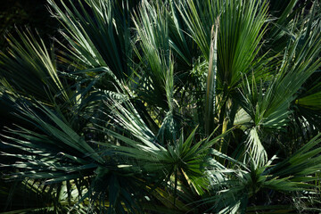 Stunning palm leaves macro closeup, fresh green nature background, artistic blur and bokeh, lush...