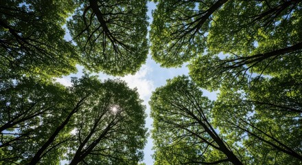 Fototapeta premium Lush green trees surrounding a serene blue sky with sunlight filtering through the leaves in a natural forest environment
