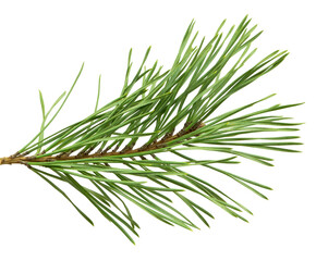 Coniferous twig . isolated on transparent, png.  fir branch © 151115