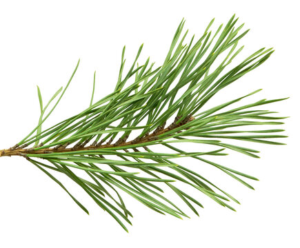Coniferous twig . isolated on transparent, png.  fir branch
