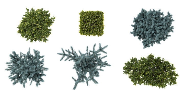 Set of Juniperus,picea plants on transparent background from the top view