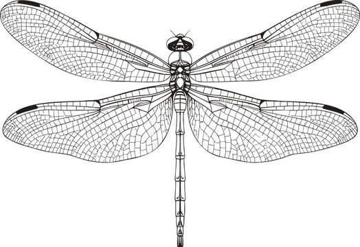 Detailed dragonfly illustrations in black and white with intricate wing patterns