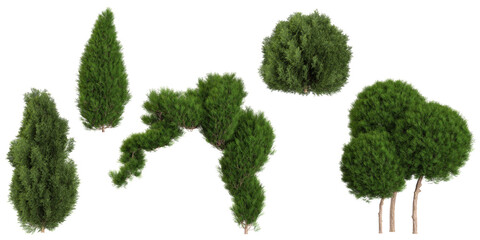 Fototapeta premium Set of platycladus plants on transparent background