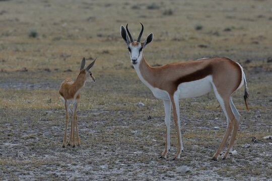 Springbock mit Kitz im Etoscha Nationalpark
