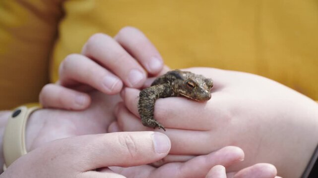 Earth frog sits on hands of teenager, close-up. Cold-blooded amphibian hugs warm fingers of child and squints eyes with pleasure. Friendship of animal and human.