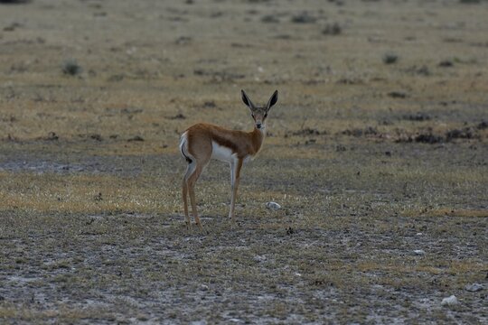 Springbock mit Kitz im Etoscha Nationalpark