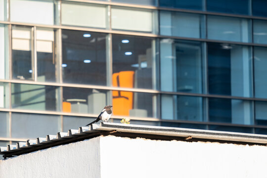 Eurasian magpie bird perched on building roof edge against modern glass office facade outdoor.