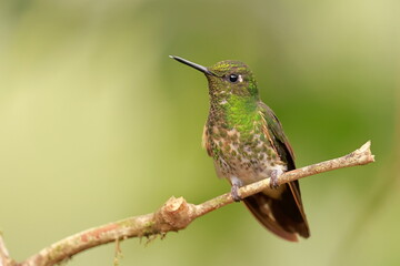 Fototapeta premium Buff-tailed coronet, Boissonneaua flavescens, Ecuado