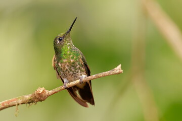 Fototapeta premium Buff-tailed coronet, Boissonneaua flavescens, Ecuado