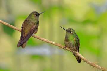Fototapeta premium Buff-tailed coronet, Boissonneaua flavescens, Ecuado