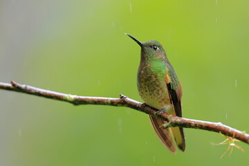 Fototapeta premium Buff-tailed coronet, Boissonneaua flavescens, Ecuado