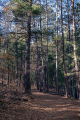 Obraz premium A fall day in the country