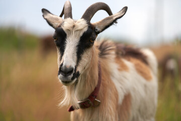 Portrait of a cute domestic goat with a spotted coat and a collar against a blurred background of a pasture. Summer grazing.