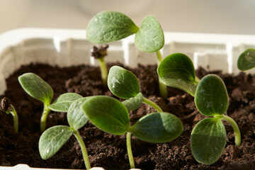 Seed germination test. Container with agricultural crops sprouting. Fragment. Close-up.