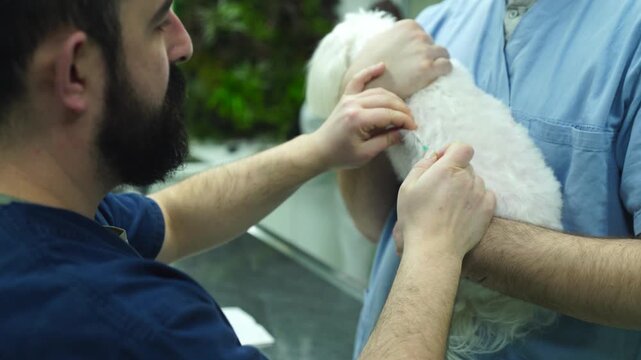 A veterinarian giving injections to a young Maltese dog pet in an animal hospital