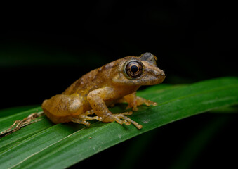 Obraz premium Fauna