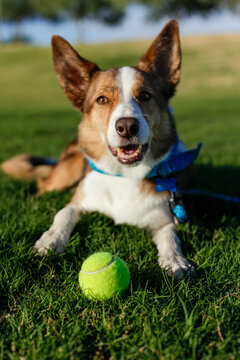 Phoenix, Arizona, USA. Happy dog rests on a lawn with his ball.