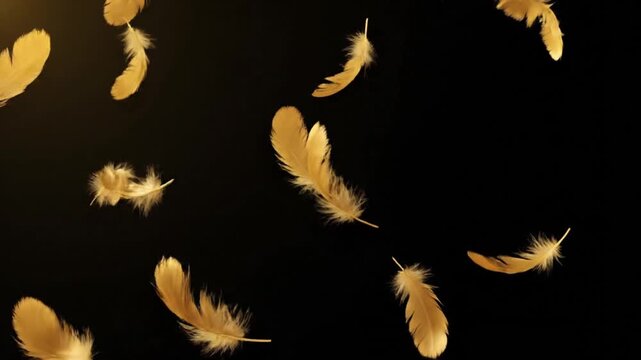 Golden feathers falling on black background. Flight and lightness concept for decorative element or advertising backdrop.