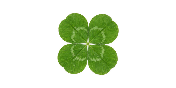 Genuine four-leaf clover isolated on white background, symbol of luck and good fortune.