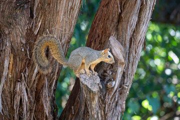Fototapeta premium Curious Texas fox squirrel on a cedar limb