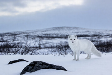 Fototapeta premium Arctic fox stands on snow covered tundra with sparse vegetation and rocks under a cloudy sky. White winter fur blends with cold, barren landscape in wildlife nature scene.