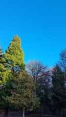 Obraz premium trees and sky