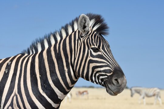 Portrait eines Steppenzebra (Equus quagga) im Etoscha Nationalpark