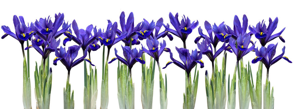 Field of Iris flower isolated on transparent background, Iris reticulata early flowering spring bulb .png