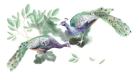 Fototapeta premium Banner of peacocks and banches of magnolia on a grass. Watercolor illustration. For packaging design, cards, cover, wallpaper, prints, product labels and fabric.