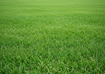 Obraz premium Vibrant green grass field with lush blades of natural lawn