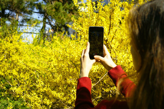 Person photographing yellow forsythia blooms with phone held vertically. Symbolizes botanical documentation activity, citizen science participation, and nature-based social media content creation.
