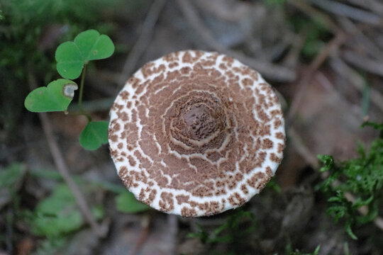Chestnut Dapperling - Lepiota castanea. Poisonous Chestnut Dapperling mushrooms