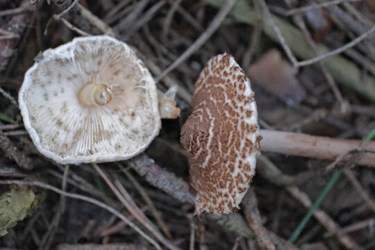 Chestnut Dapperling - Lepiota castanea. Poisonous Chestnut Dapperling mushrooms