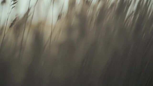 Dried grass spikes are bending in the wind against a soft, bright background, creating a serene and natural scene reflecting movement and the tranquil essence of wilderness