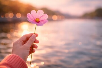 A gentle human hand, with a cozy pink sweater sleeve, tenderly holds a single vibrant pink cosmos flower, showcasing its delicate petals and bright yellow center, set against a beautifully blurred  