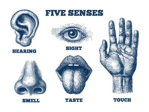 Five senses engraving. Human anatomy sense organ sight smell taste touch hear eye ear nose mouth tongue hand finger body sketch medicine retro infographic vector illustration