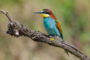 Fototapeta premium Bienenfresser (Merops apiaster)