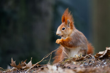 Red squirrel (Sciurus vulgaris) feeding on forest ground, cute wildlife portrait with alert pose and fluffy tail, soft natural light, shallow depth of field, dark background and copy space.