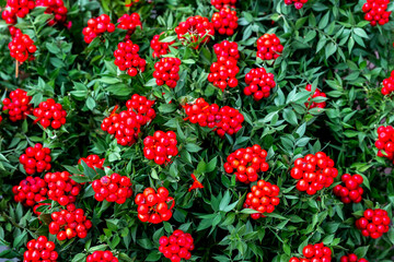 Christmas Decorations with Gingerbread man, lamp with candle and Christmas tree, gifts, Christmas decorations background
Some items in Antalya  Festival, where people buys Christmas decoration, such a