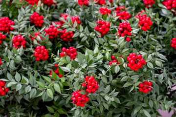 Christmas Decorations with Gingerbread man, lamp with candle and Christmas tree, gifts, Christmas decorations background
Some items in Antalya  Festival, where people buys Christmas decoration, such a