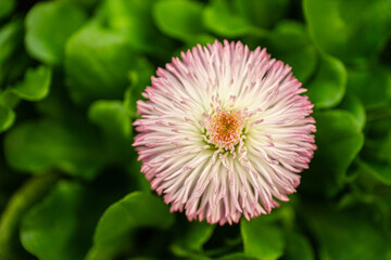 Close up of common daisy Bellis perennis flower. © Trygve